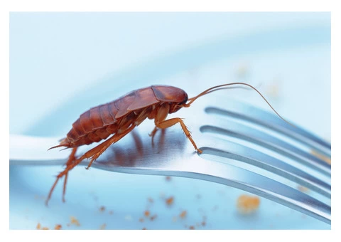 Frontline Cockroach Control Adelaide - 4/5