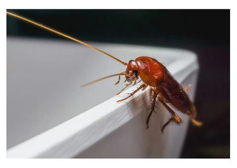 Frontline Cockroach Control Adelaide - 5/5