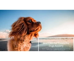 Get The Best CBD Pet Treats For Dogs Anxiety