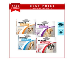 Frontline Original the best prevention for fleas.