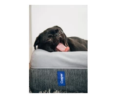 Reliable Mattress Cleaner in Brisbane