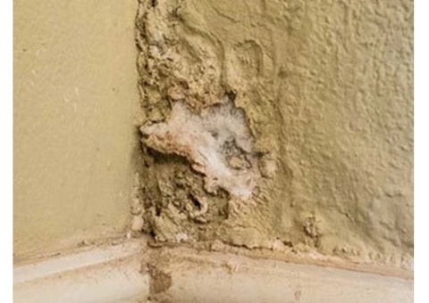 Rising Damp Sutherland Shire