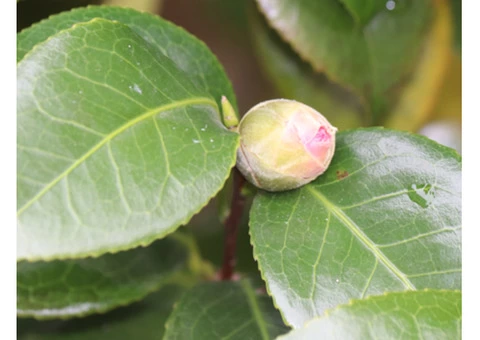 Professional Gardening Services | Garden Maintenance Melbourne | Bayside Gardening