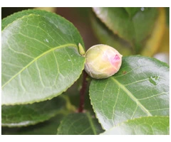 Professional Gardening Services | Garden Maintenance Melbourne | Bayside Gardening