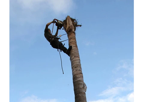 Palm Tree Removal Adelaide