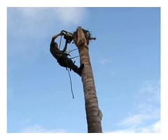 Palm Tree Removal Adelaide