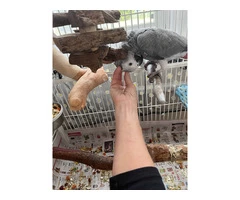 Beautiful Young Male African Grey