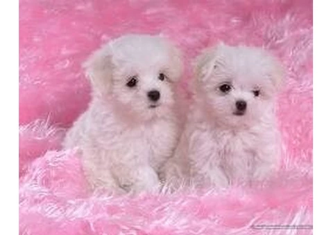 Maltese Puppies