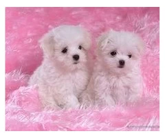Maltese Puppies