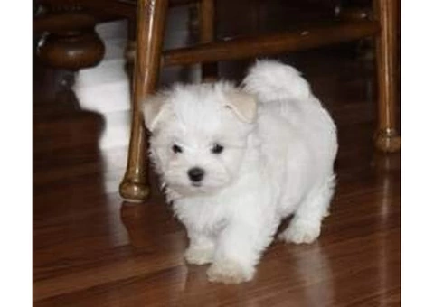 Maltese Puppies - 2/2