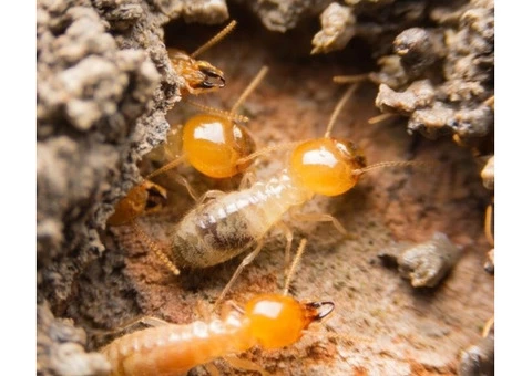 What is the best way to control termite?