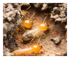 What is the best way to control termite?