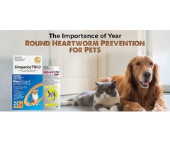 The Importance of Year-Round Heartworm Prevention for Pets