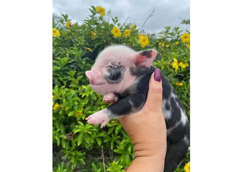 adorable mini pigs for adoption - 1/4