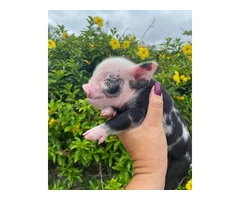 adorable mini pigs for adoption