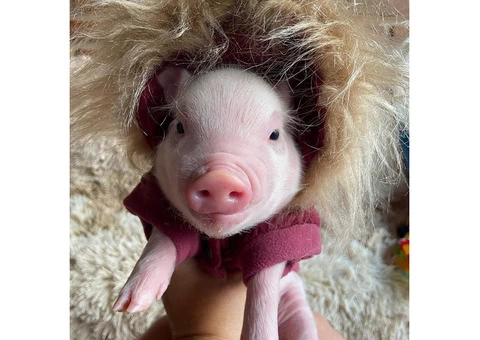 adorable mini pigs for adoption - 4/4