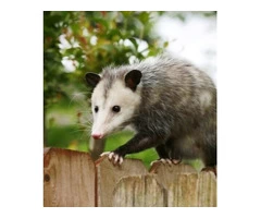 Humane Possum Removal Brisbane