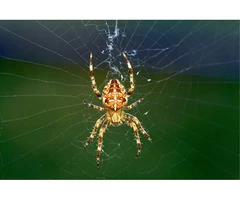 Are The Nooks And Crannies Asking For Relief From Cobwebs?