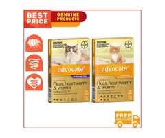 ADVOCATE for All Sizes Cats, saviour for the cats with fleas