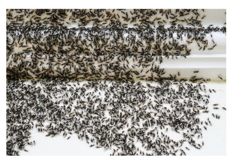 Pest control in Melbourne - 1/3