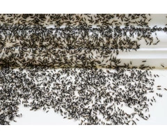 Pest control in Melbourne