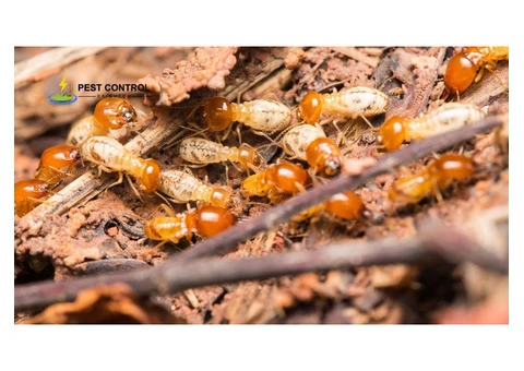 Termite Inspection Brighton