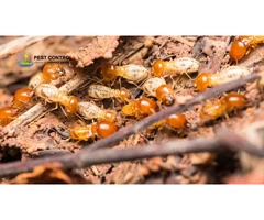 Termite Inspection Brighton