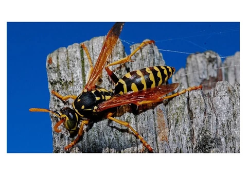How to Get Rid of Those Annoying Pests Using Wasp Control!