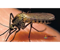 Mosquito Control Brunswick