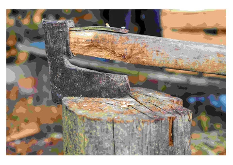 Get reliable Tree Lopping Services in Sydney