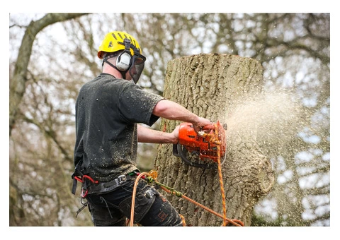 When To Say Goodbye To Trees: Signs It's Time For Tree Removal