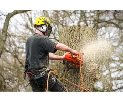 When To Say Goodbye To Trees: Signs It's Time For Tree Removal