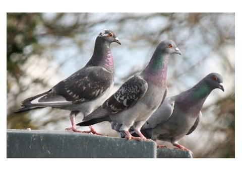 Bird control gold coast