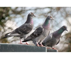 Bird control gold coast