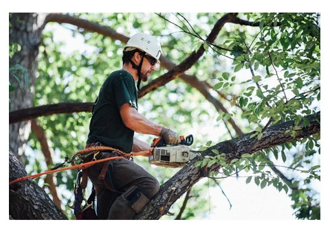 Boroondara Tree Removal - Pro Cut Tree Removal Services
