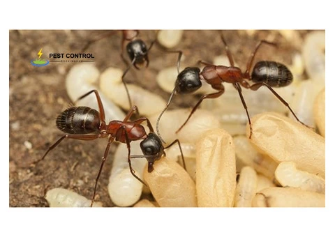Ant Control Rockingham