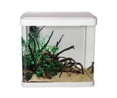 Single Window Shop to Buy Attractive Range of Fish Tanks Online in St Marys