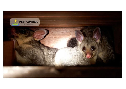Possum Removal Bayswater