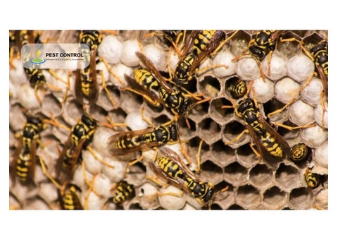 Bees And Wasp Removal Brunswick