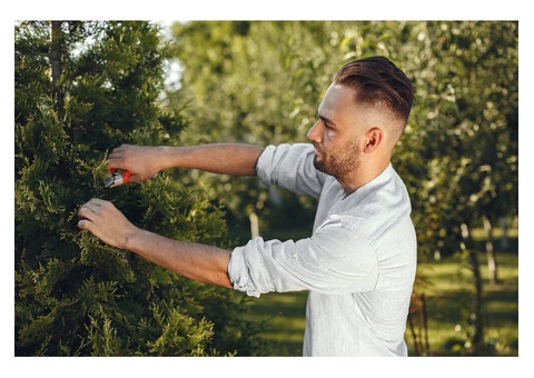 Affordable Tree Trimming services in Lindfield, NSW