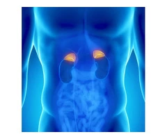 Learn About Adrenal Gland Disorders from Oxford Compounding in Perth