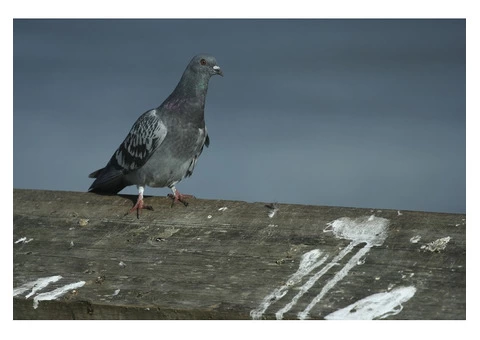 Trustworthy Bird Pest Control Services in Melbourne - Book Now for Peace of Mind!