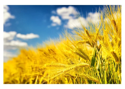 Staff 360 Agriculture Recruitment Services to Get You The Perfect Candidate for Your Business 