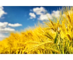 Staff 360 Agriculture Recruitment Services to Get You The Perfect Candidate for Your Business 