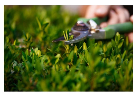 Get hassle-free Garden Tree Cutting Services