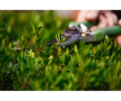 Get hassle-free Garden Tree Cutting Services