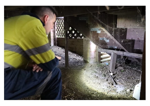 Rodent control gold coast