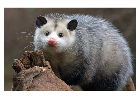 711 Possum Removal Adelaide - 1/4