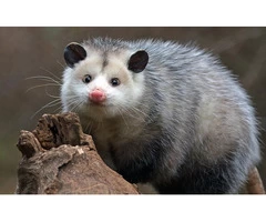 711 Possum Removal Adelaide