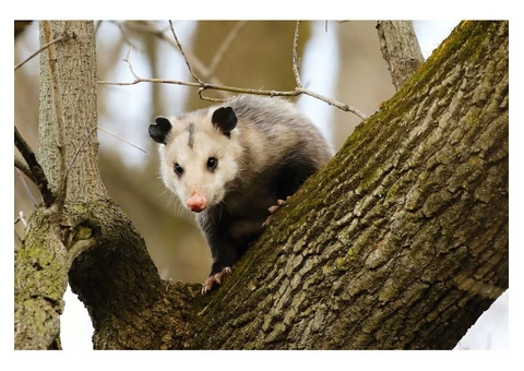 711 Possum Removal Adelaide - 2/4